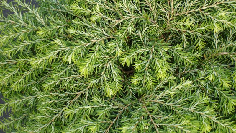 Plante : TSCA