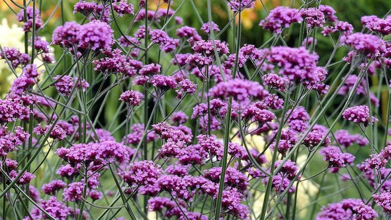 Plante : VEBO