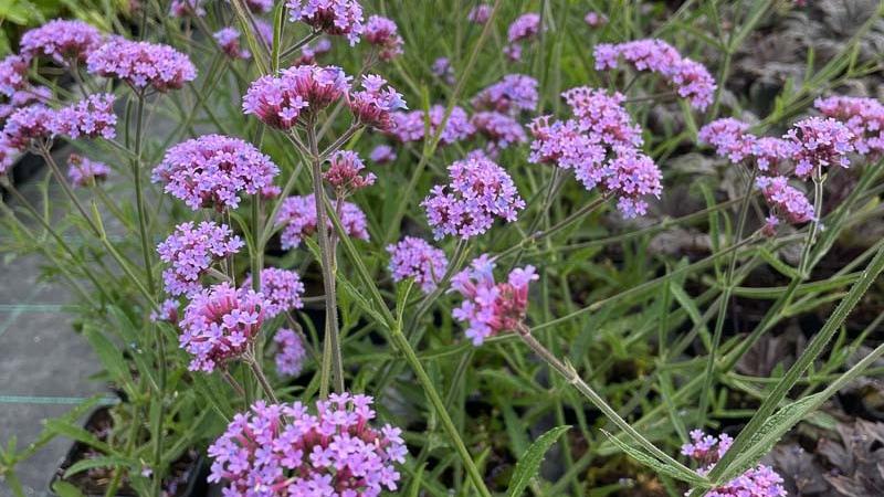 Plante : VEBOLO