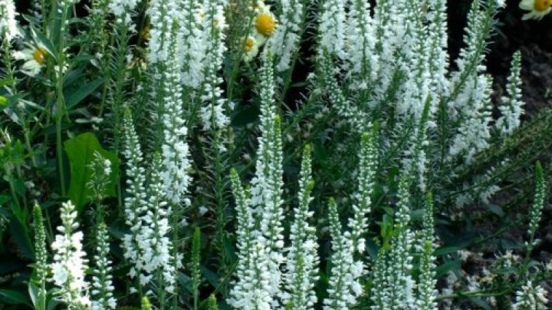 Plante : VELOLIKA