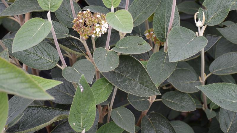 Plante : VILAMO