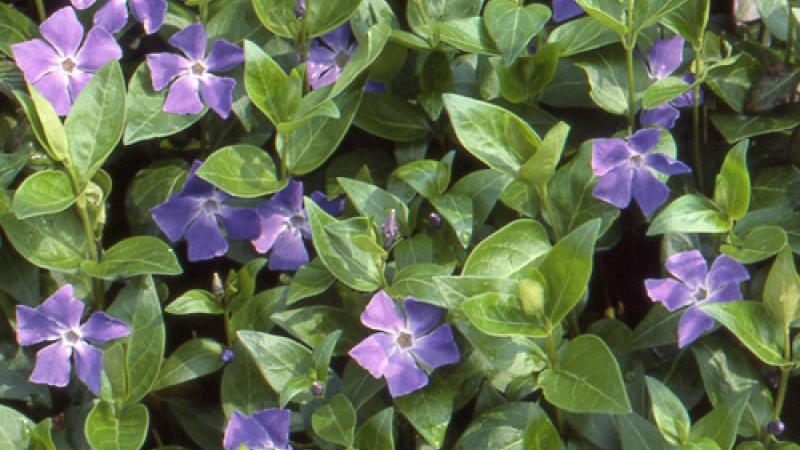 Plante : VIMA