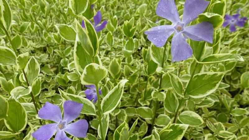 Plante : VIMAVA