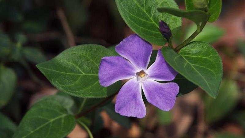 Plante : VIMI