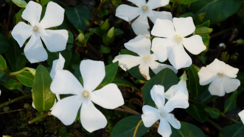 Plante : VIMIAL