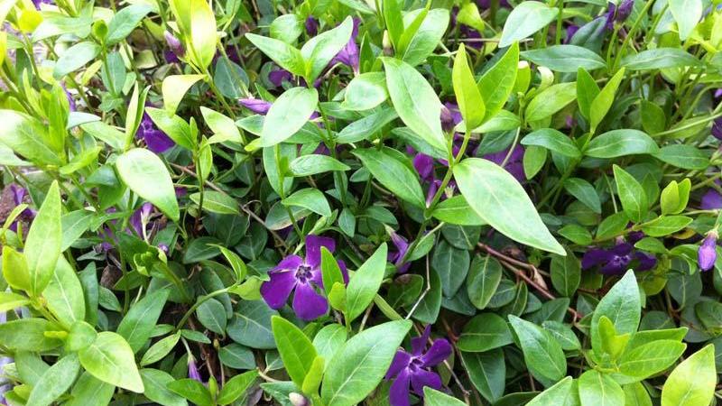 Plante : VIMIAT