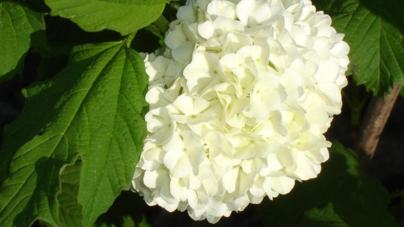 Plante : VIOPRO