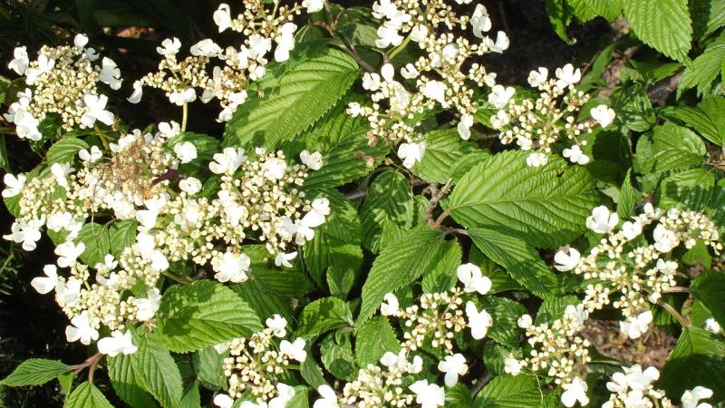 Plante : VIPLMA