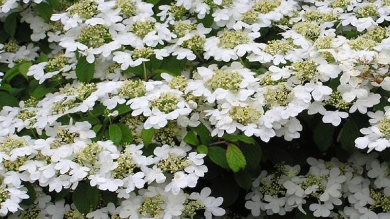 Plante : VIPLWA