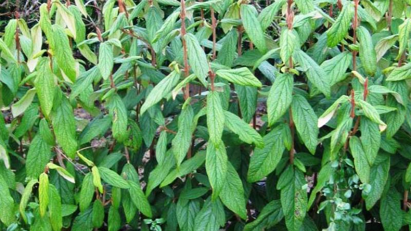 Plante : VIRH