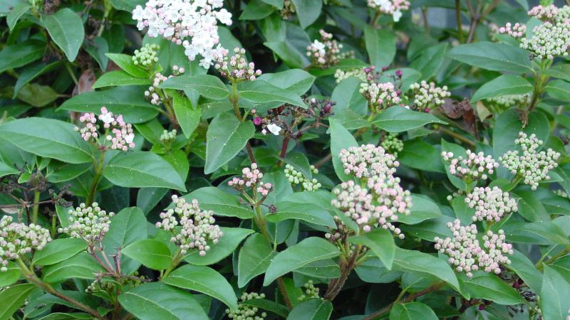 Plante : VITI