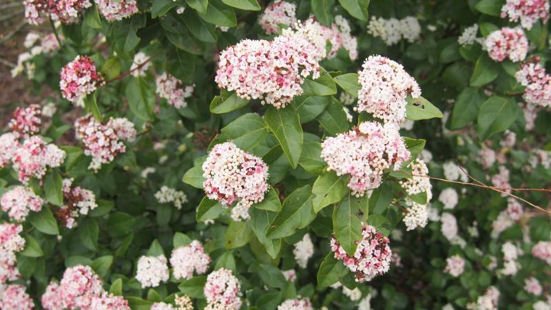 Plante : VITILI