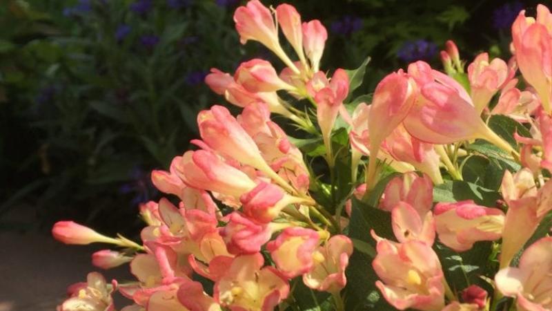 Plante : WEALSUPE