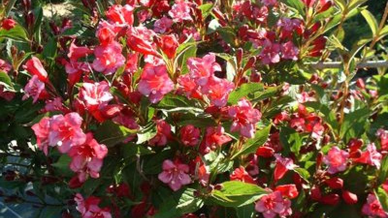 Plante : WEBRRUPF