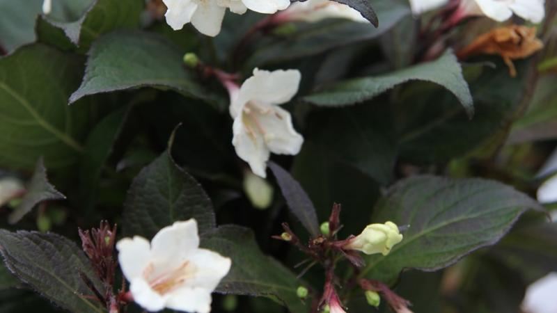 Plante : WEFLEBIV