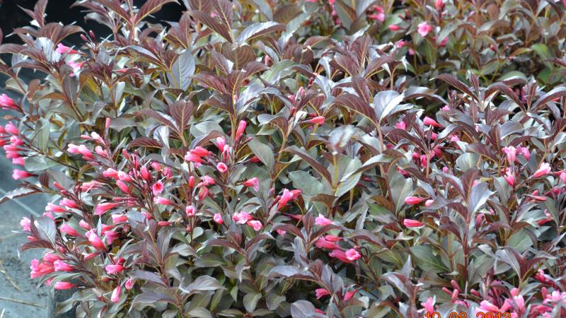 Plante : WEFLNACA