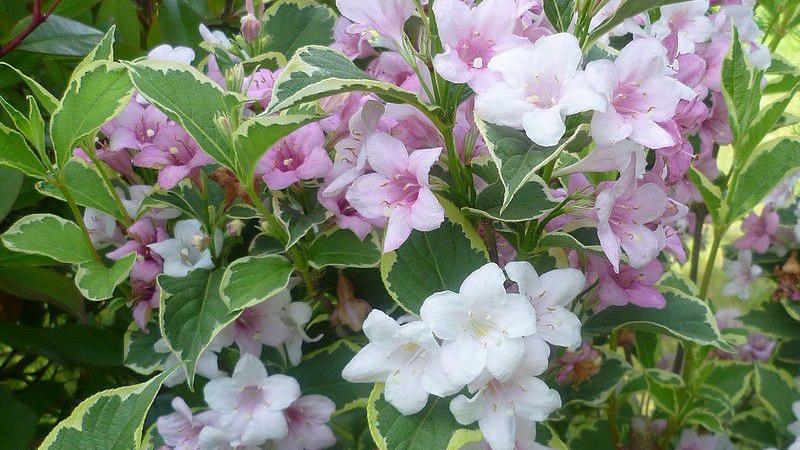 Plante : WEFLNAVA