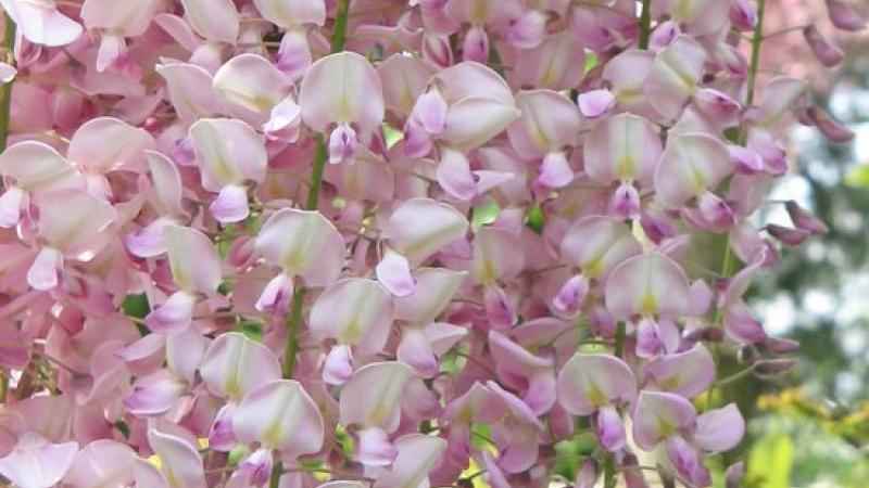 Plante : WIFLRO