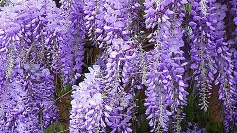 Plante : WISIH