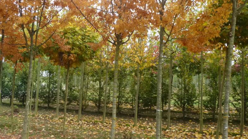 Plante : ZESE