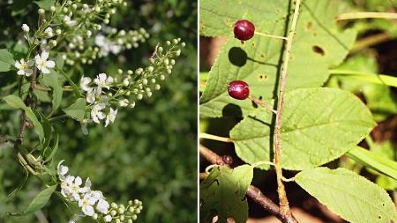 Plante : prpa