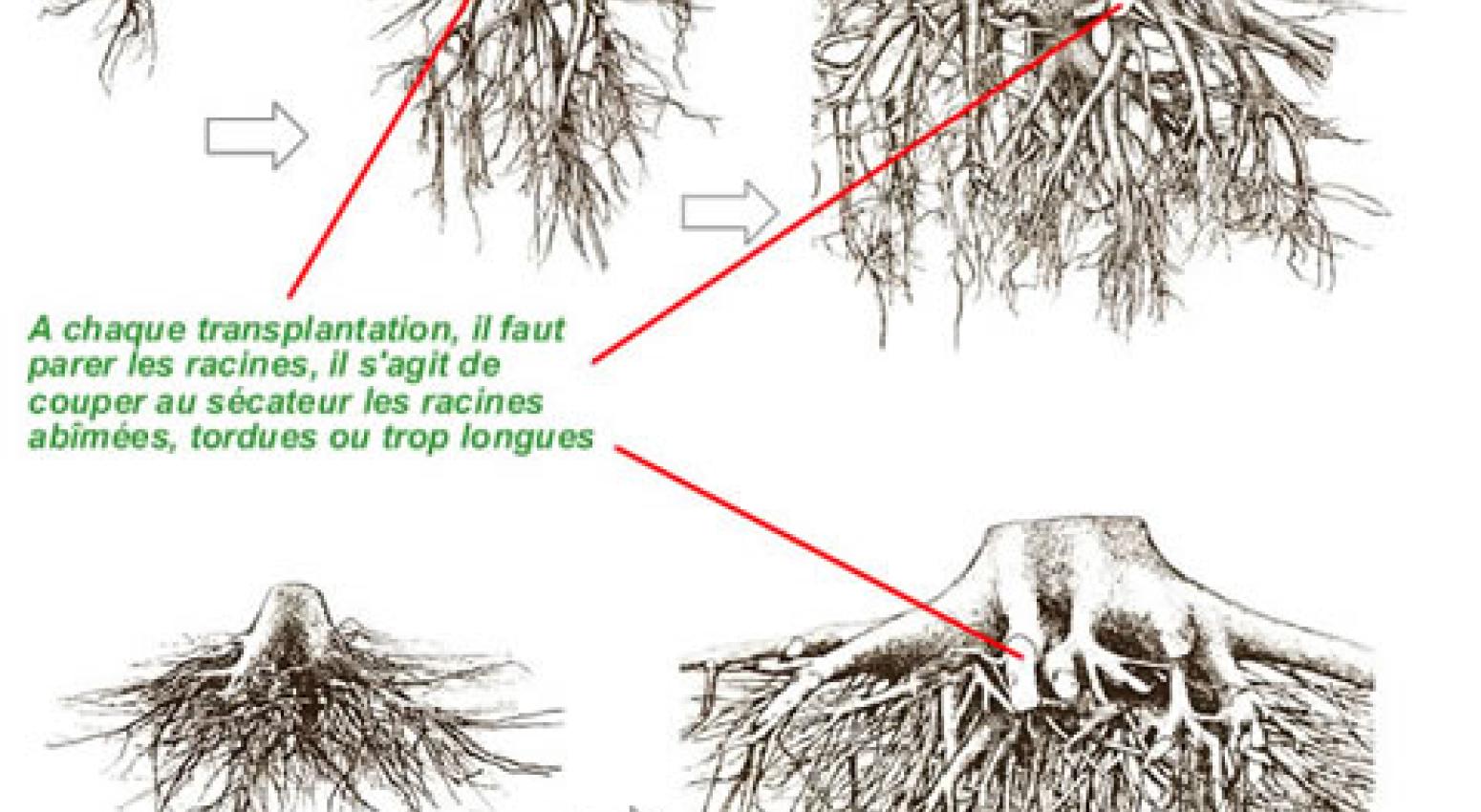 Transplantation