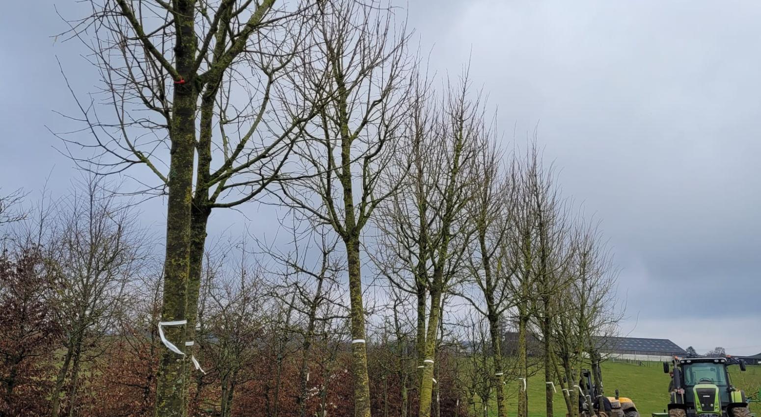 plantation d'arbres