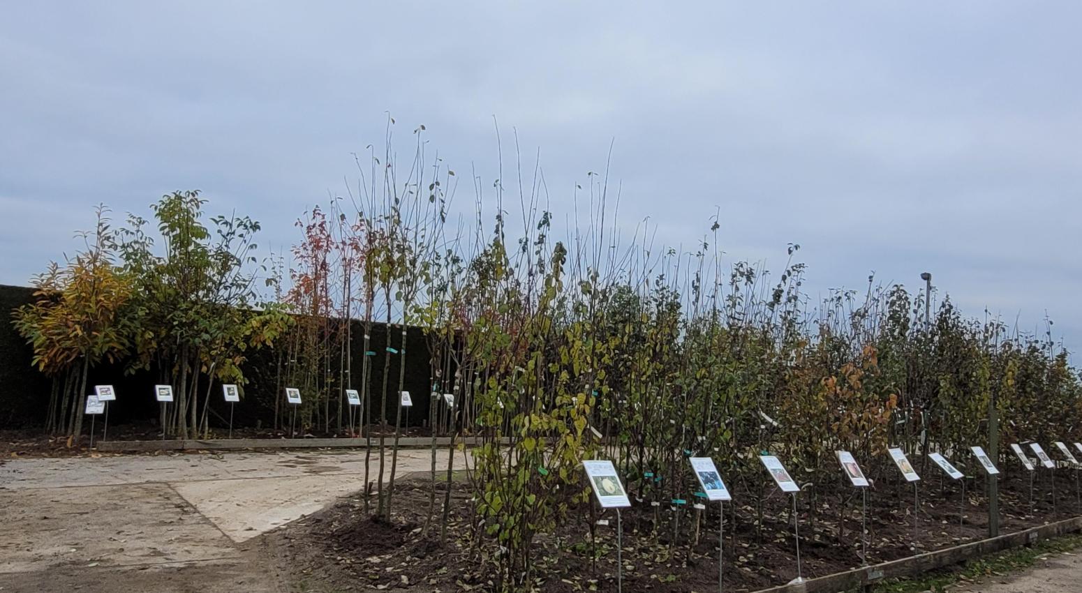 arbres en racines nues disponible de novembre à mars
