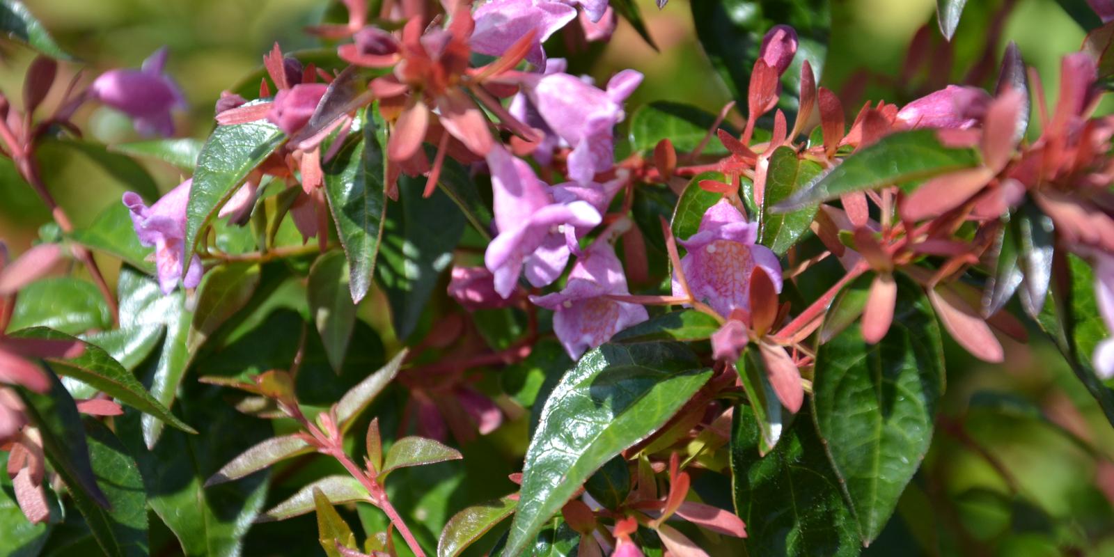 Plante : ABZALIRI