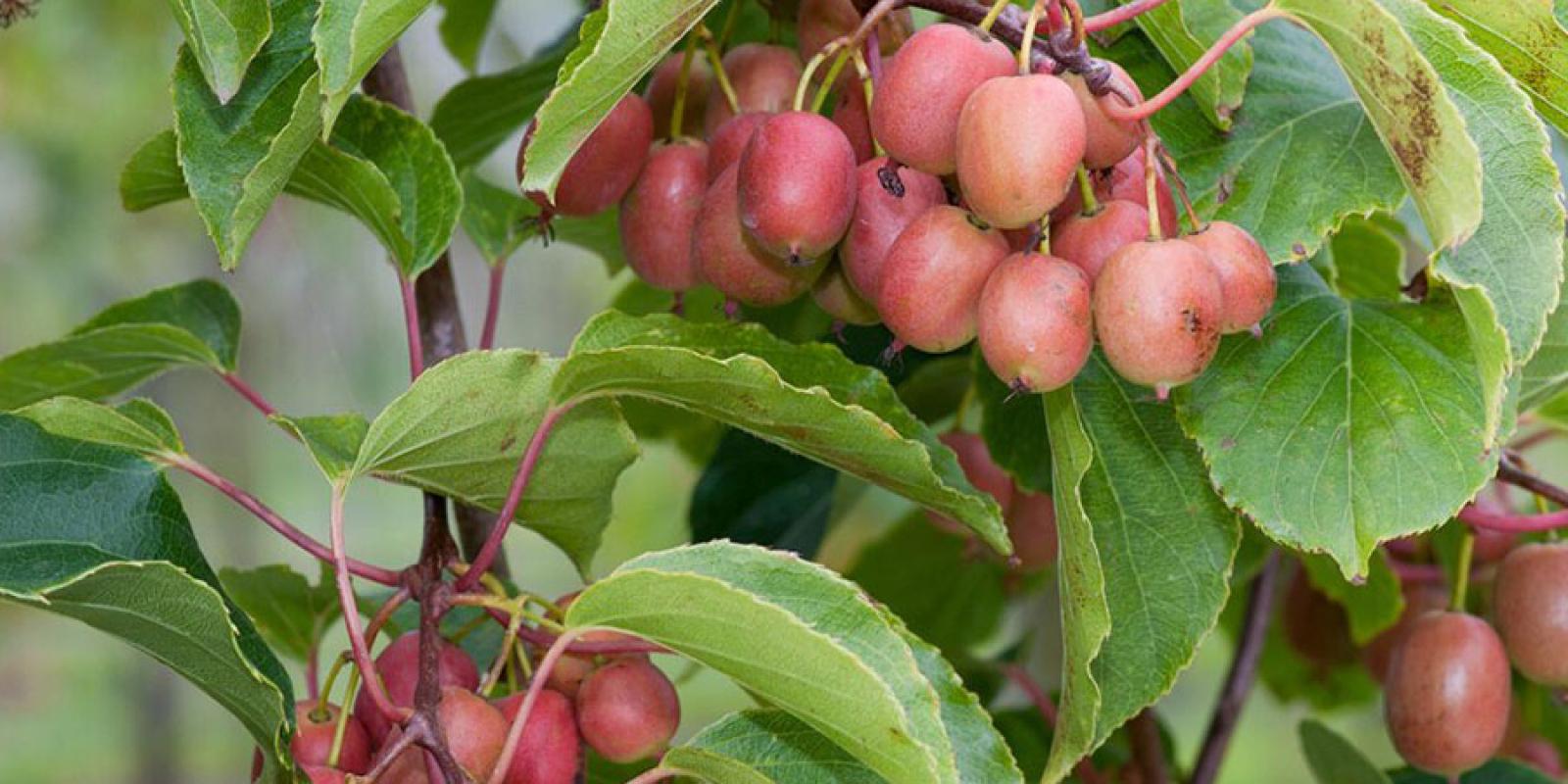 Plante : ACARKERE