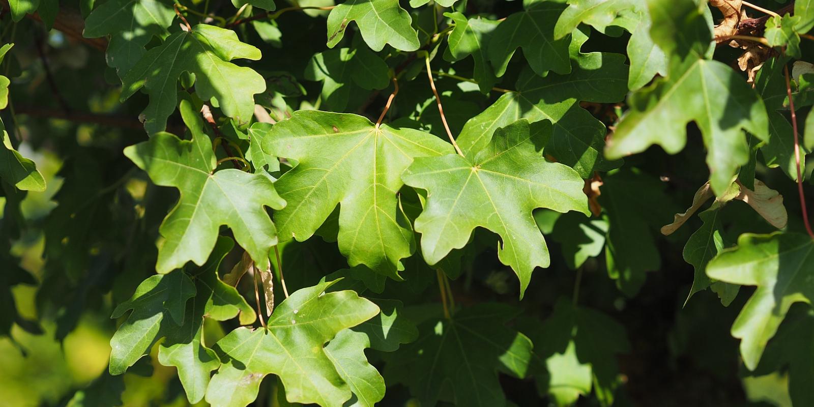 Plante : ACCAEL