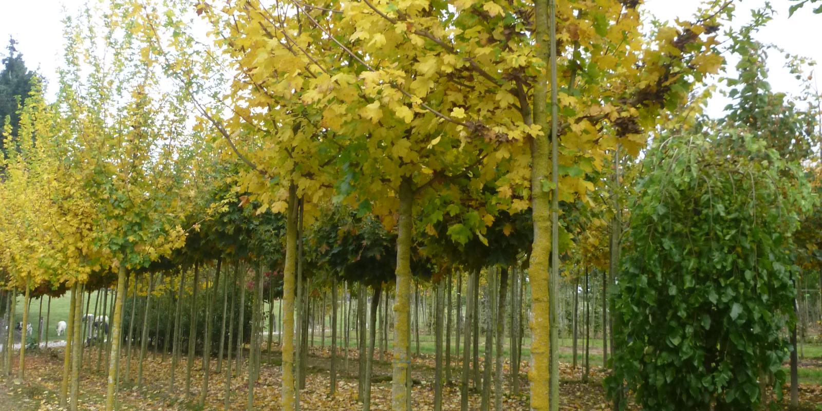 Plante : ACCALA