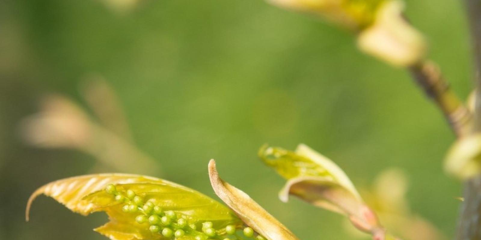 Plante : ACCAP