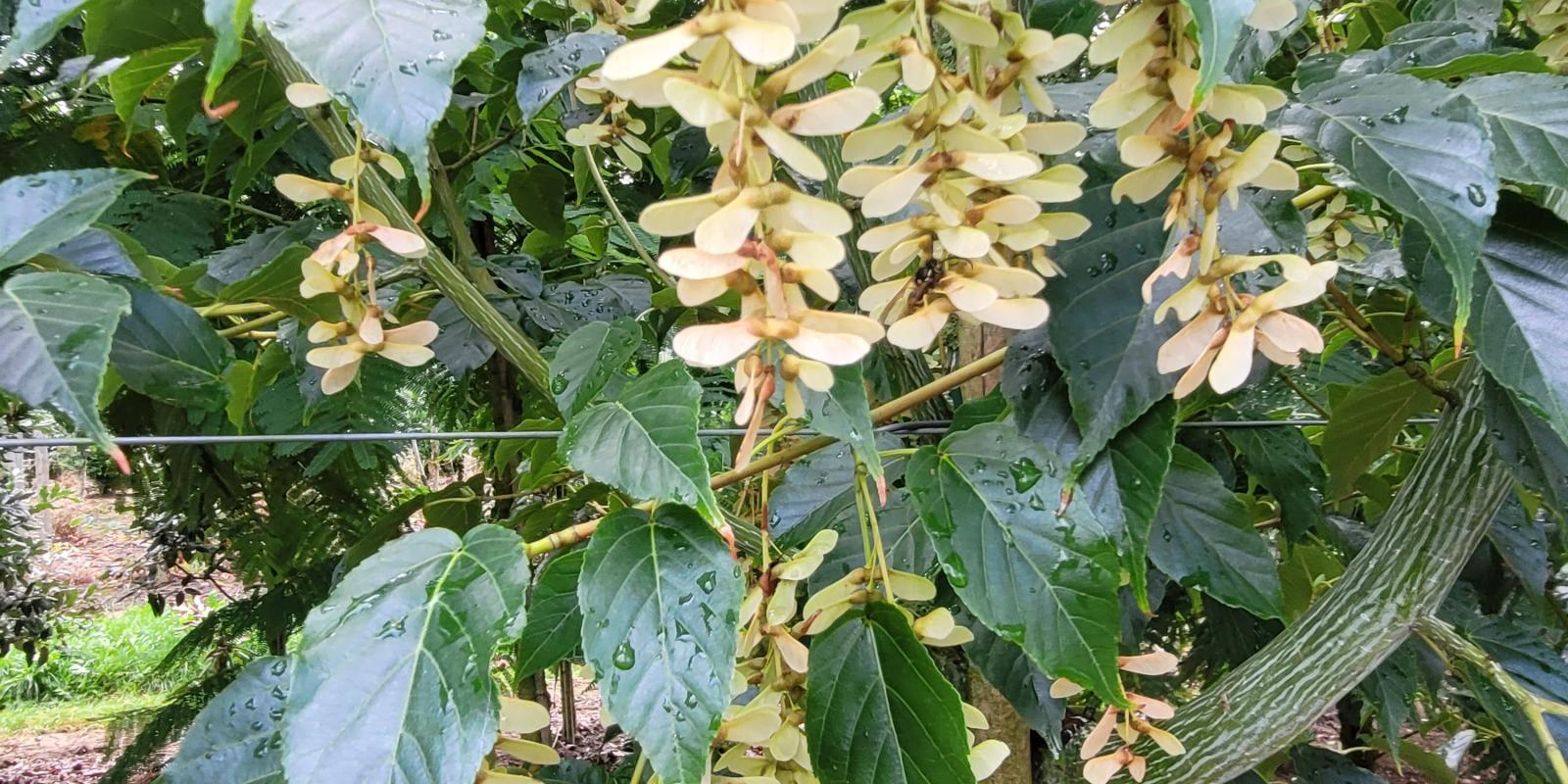 Plante : ACDAMASP