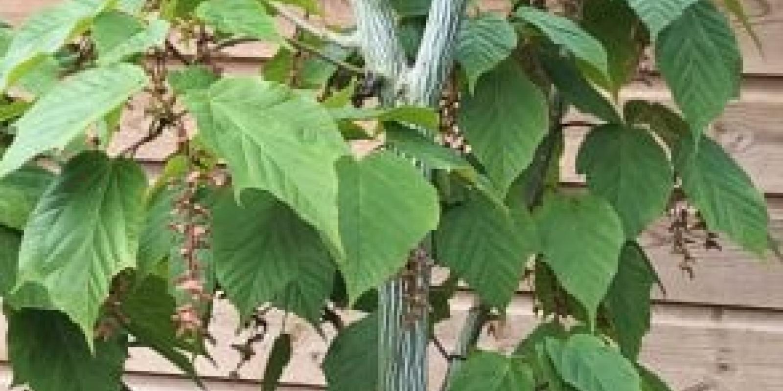 Plante : ACDAVI