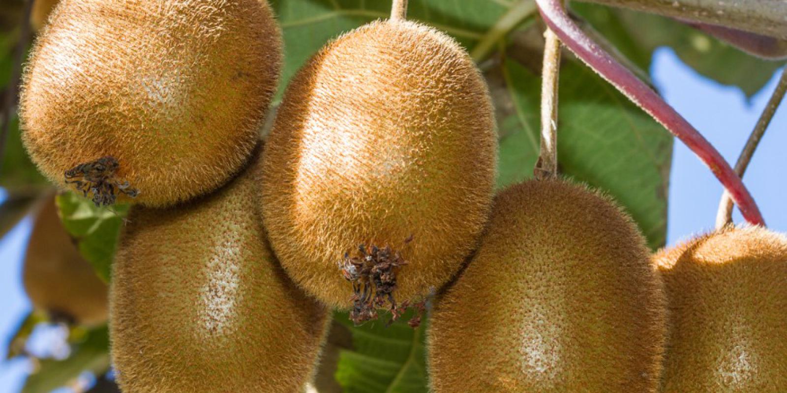 Plante : ACDEBO