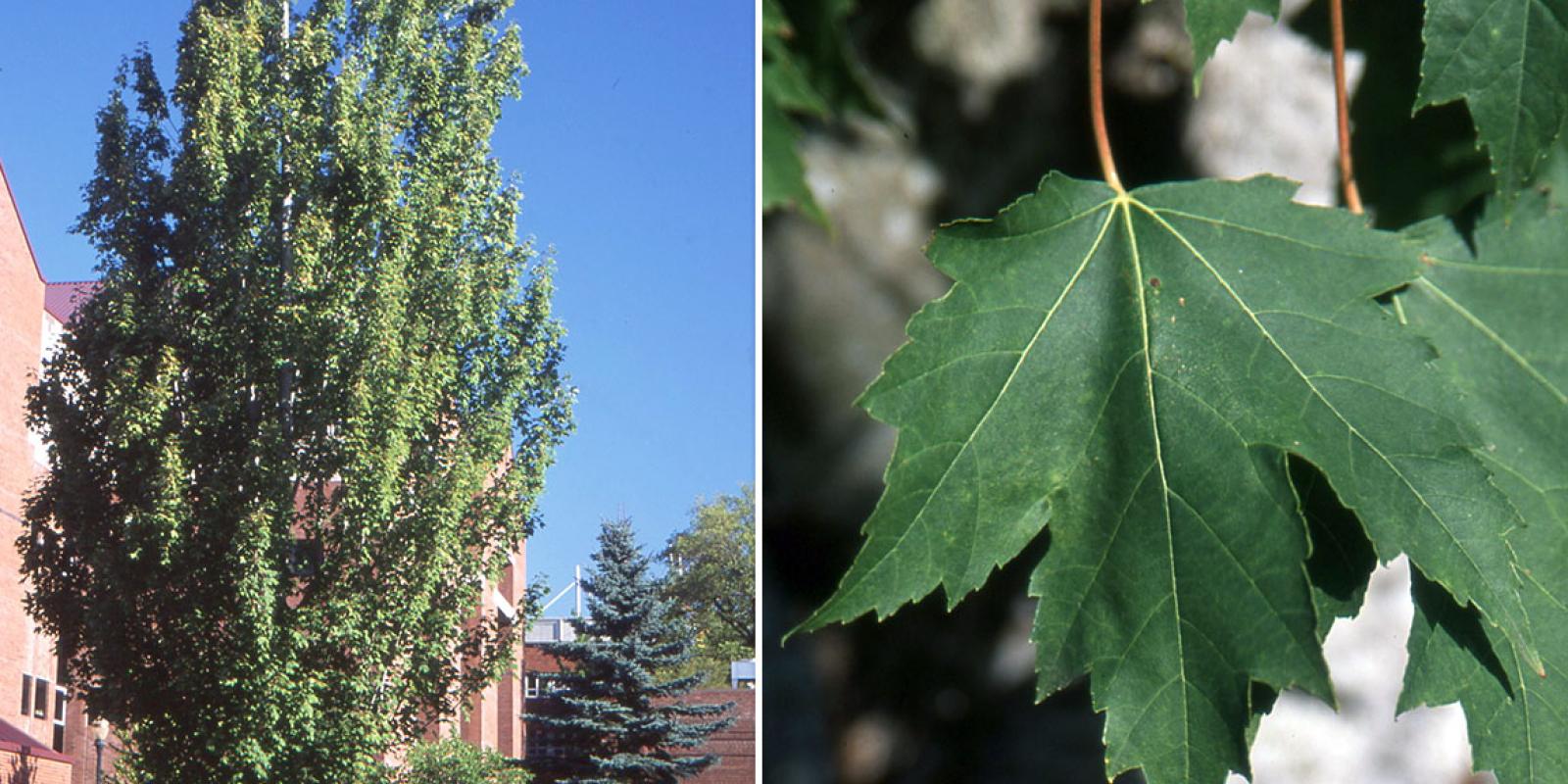 Plante : ACFRAM