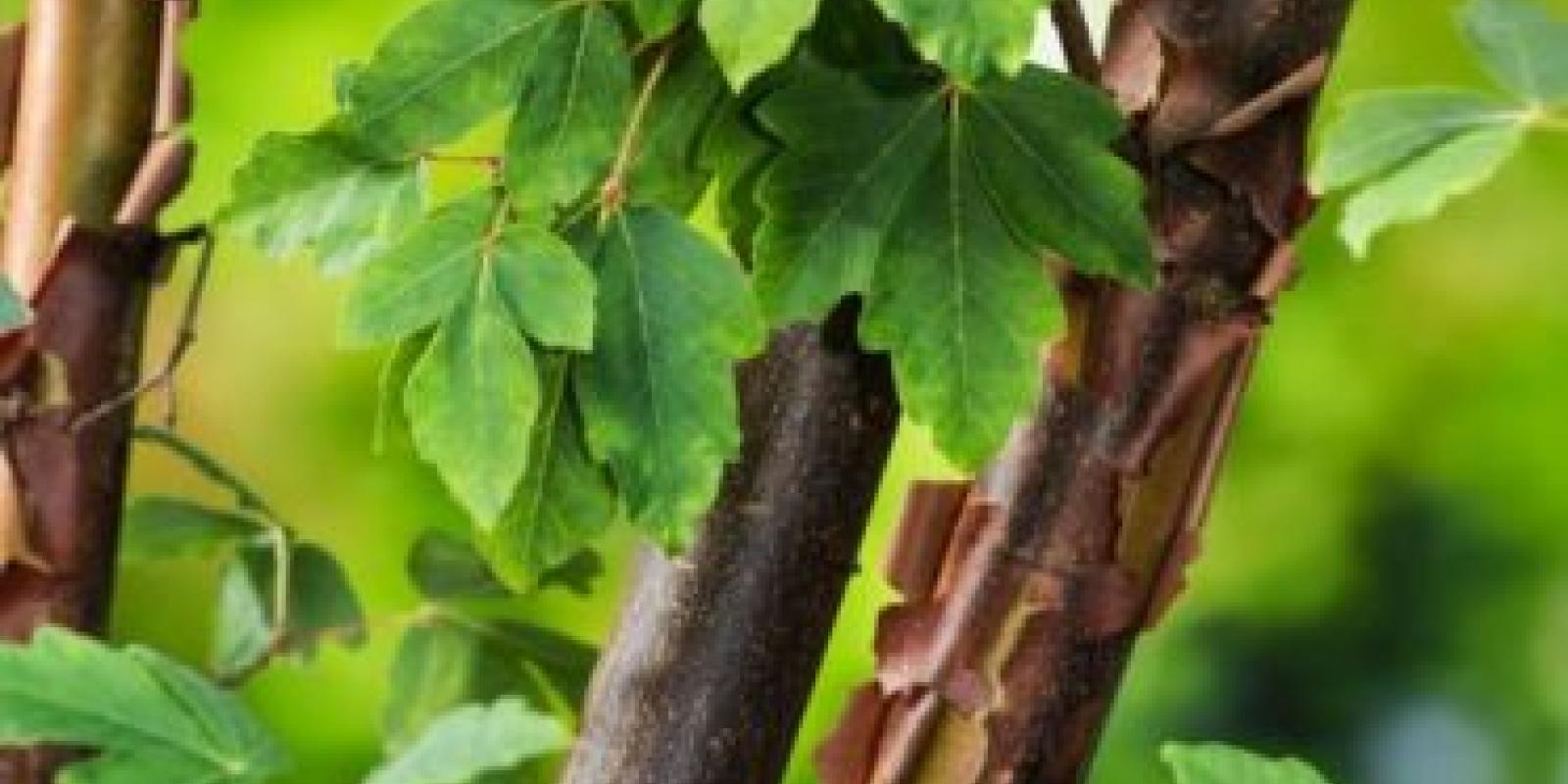 Plante : ACGR