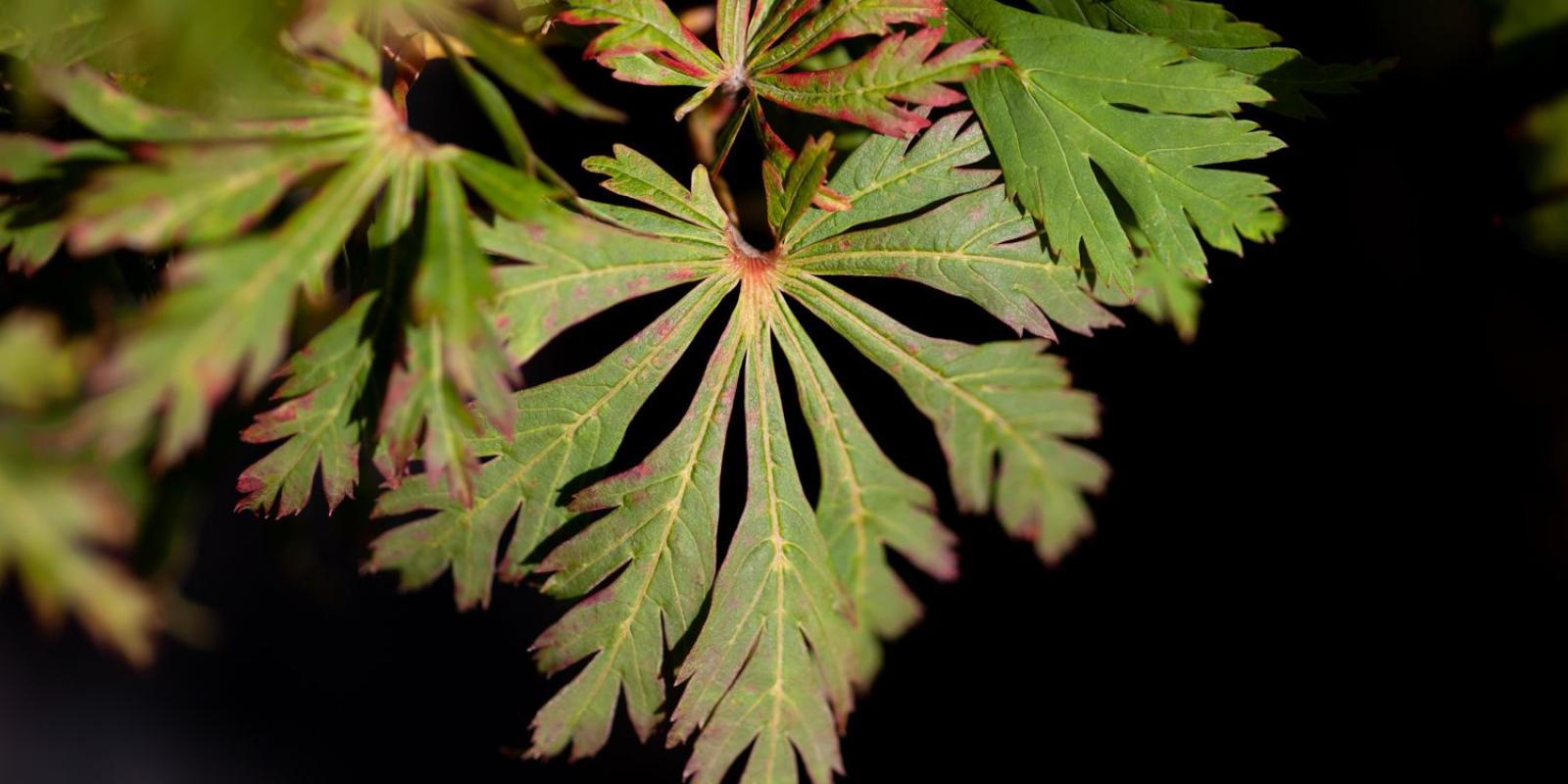 Plante : ACJA