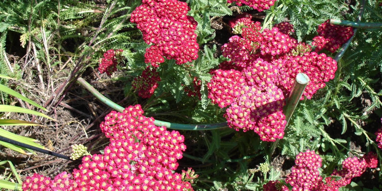 Plante : ACMICEQU