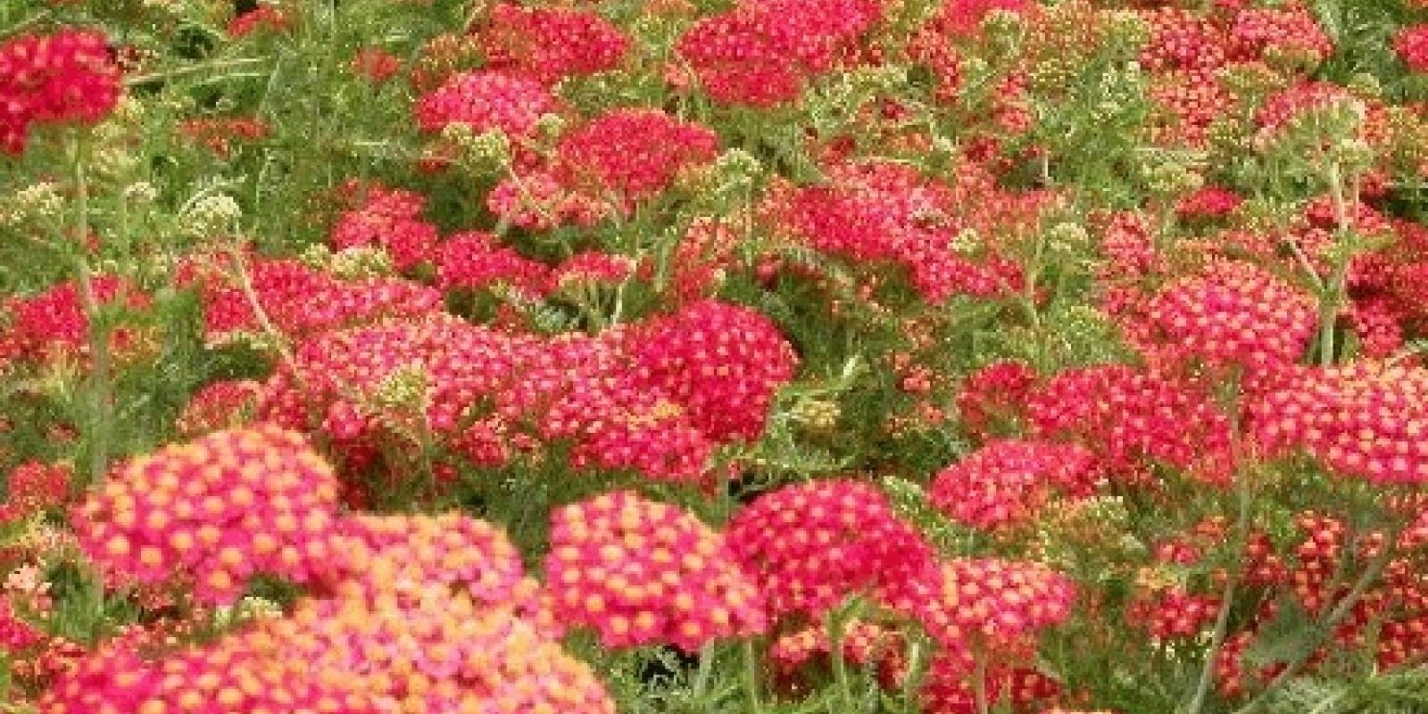 Plante : ACMIPA