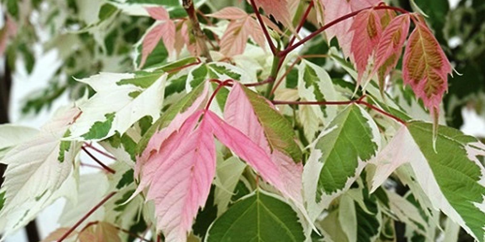 Plante : ACNEFL