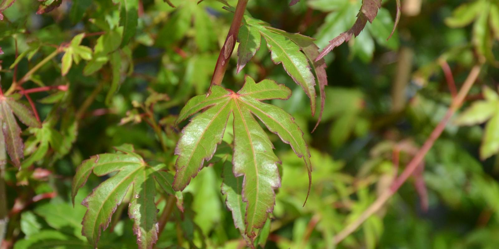 Plante : ACPA