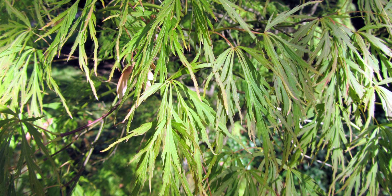 Plante : ACPADI