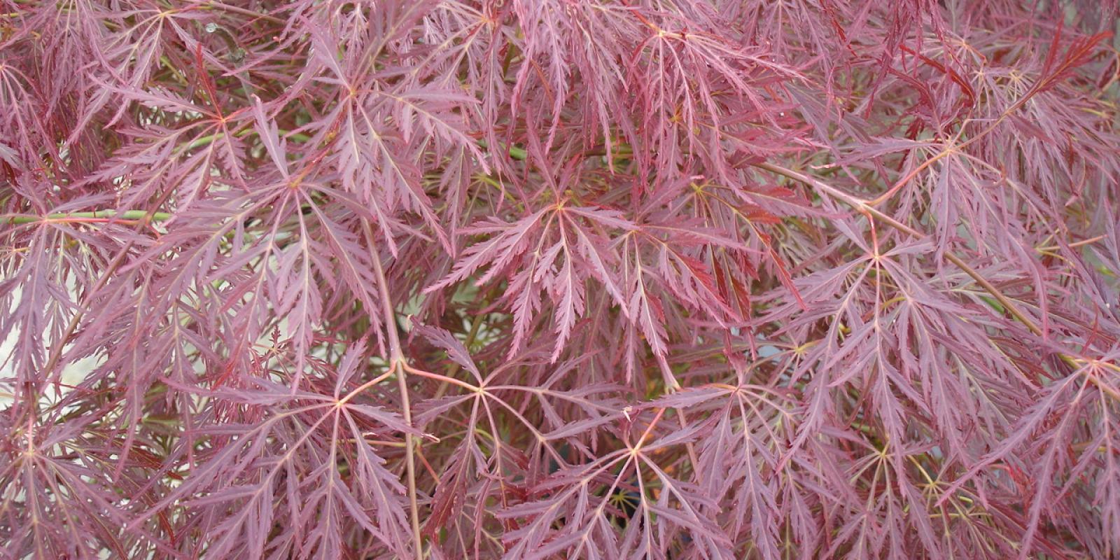 Plante : ACPADIPU