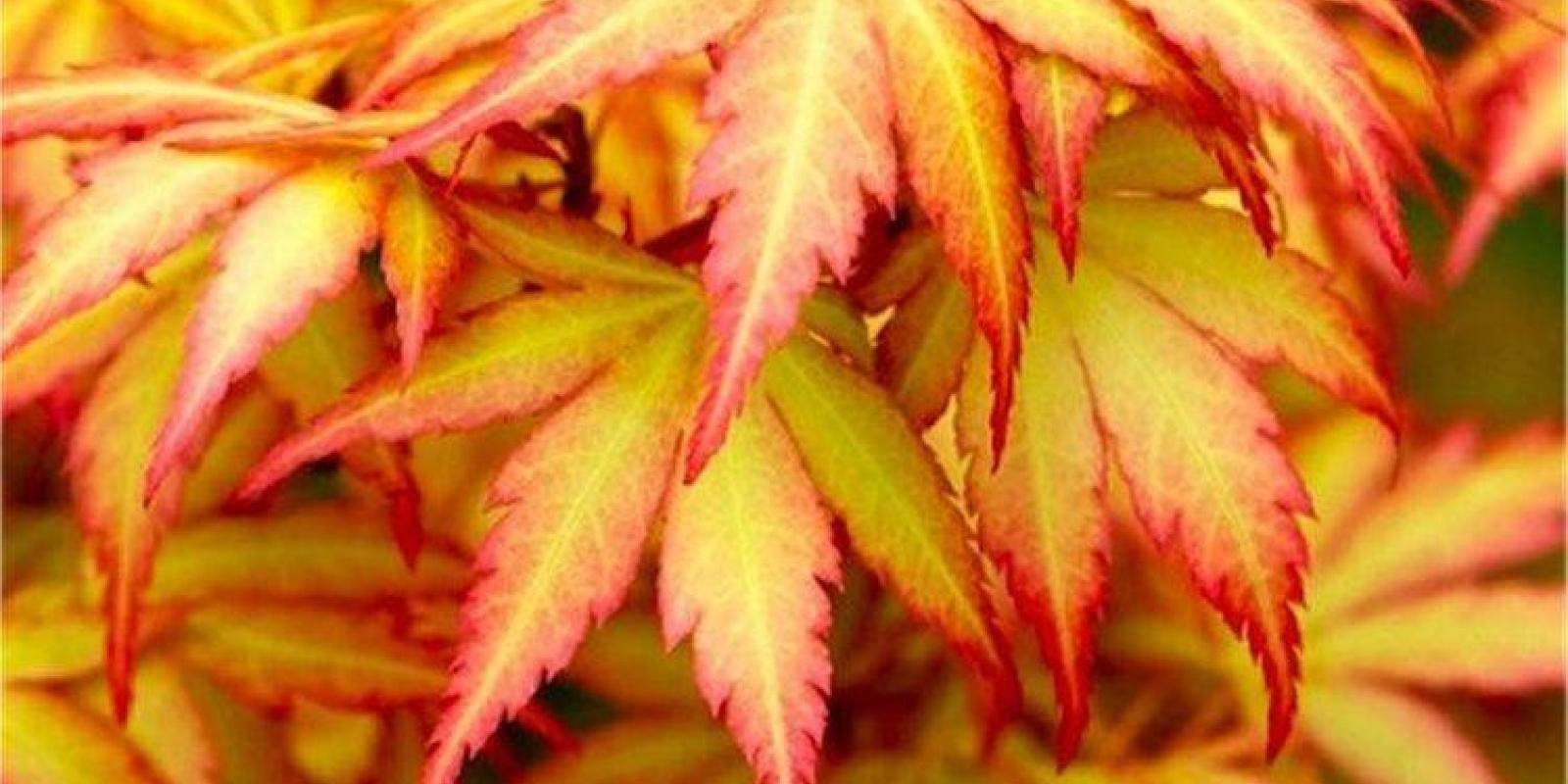 Plante : ACPAORDR