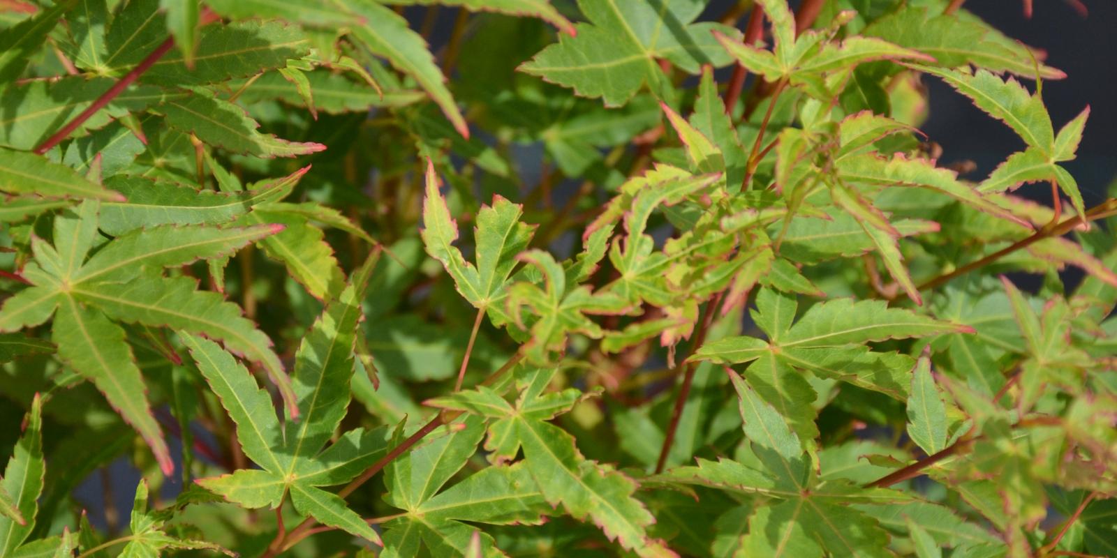 Plante : ACPASA