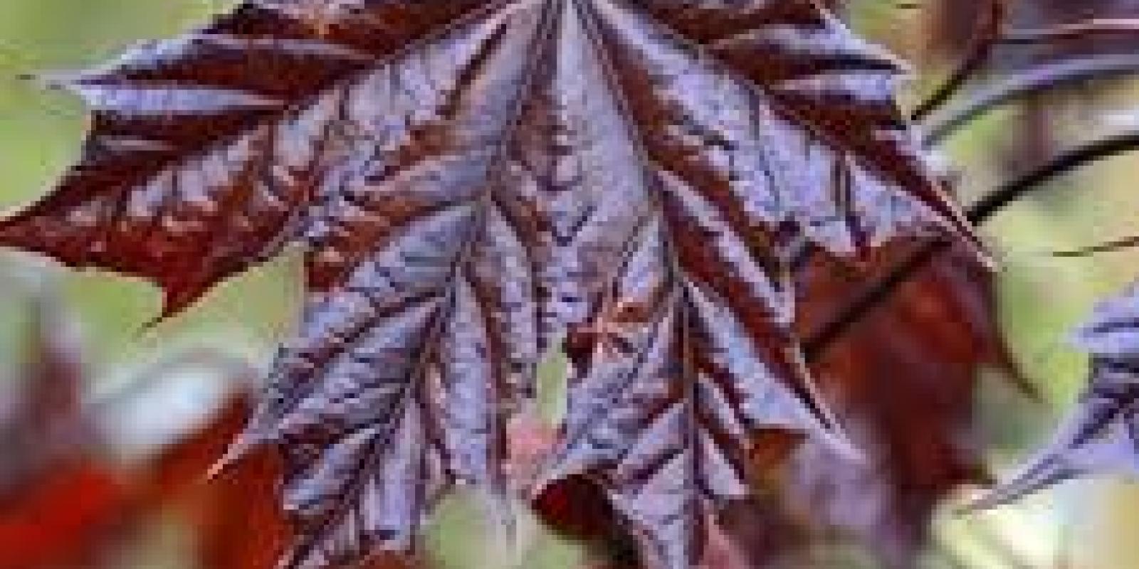 Plante : ACPLCRKI