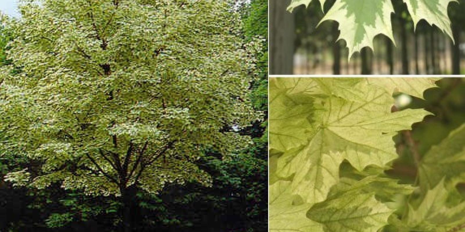 Plante : ACPLDR