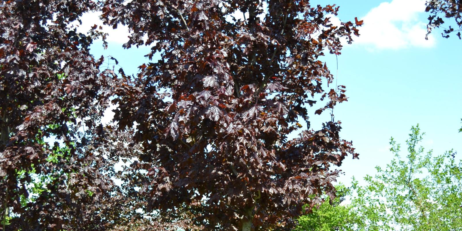 Plante : ACPLFABL